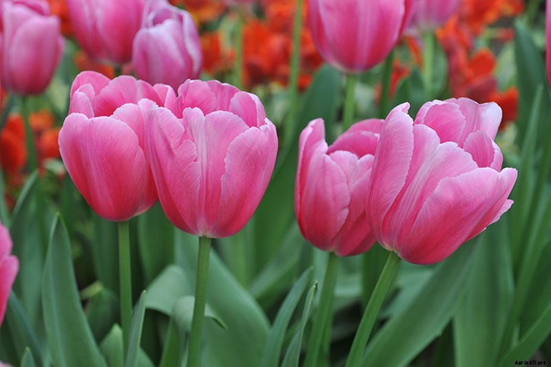 Types of Tulip Flowers: 15 Beautiful Divisions