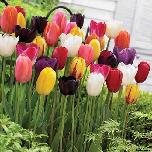 Types of Tulip Flowers: 15 Beautiful Divisions