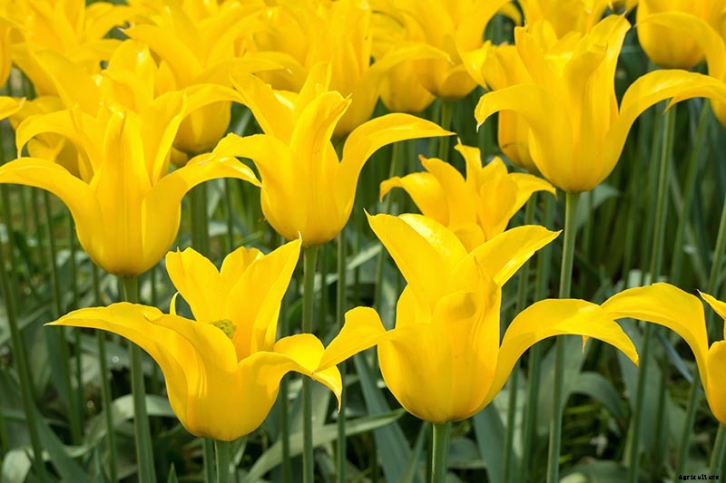 Types of Tulip Flowers: 15 Beautiful Divisions