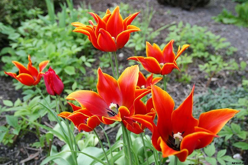 Types of Tulip Flowers: 15 Beautiful Divisions