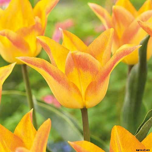 Types of Tulip Flowers: 15 Beautiful Divisions