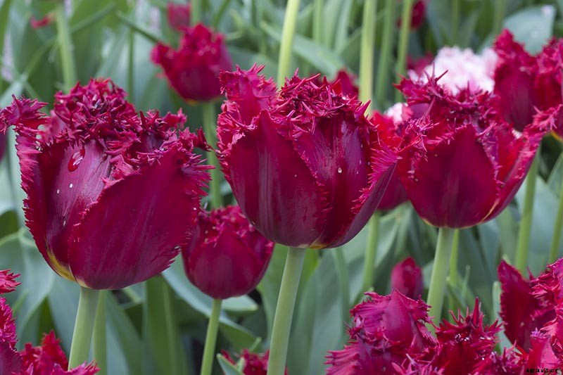 Types of Tulip Flowers: 15 Beautiful Divisions