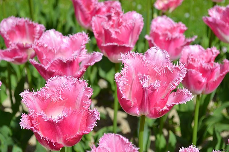 Types of Tulip Flowers: 15 Beautiful Divisions