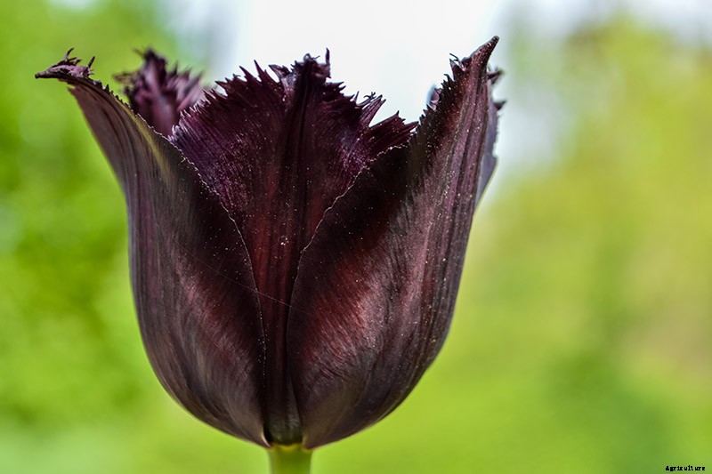 Types of Tulip Flowers: 15 Beautiful Divisions