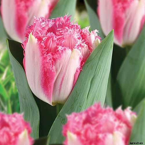 Types of Tulip Flowers: 15 Beautiful Divisions
