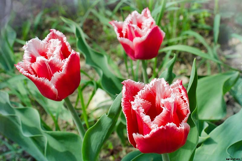 Types of Tulip Flowers: 15 Beautiful Divisions