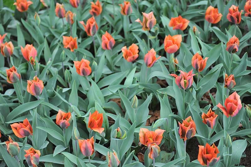 Types of Tulip Flowers: 15 Beautiful Divisions