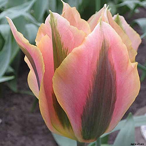 Types of Tulip Flowers: 15 Beautiful Divisions