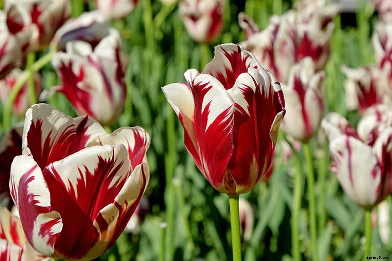 Types of Tulip Flowers: 15 Beautiful Divisions
