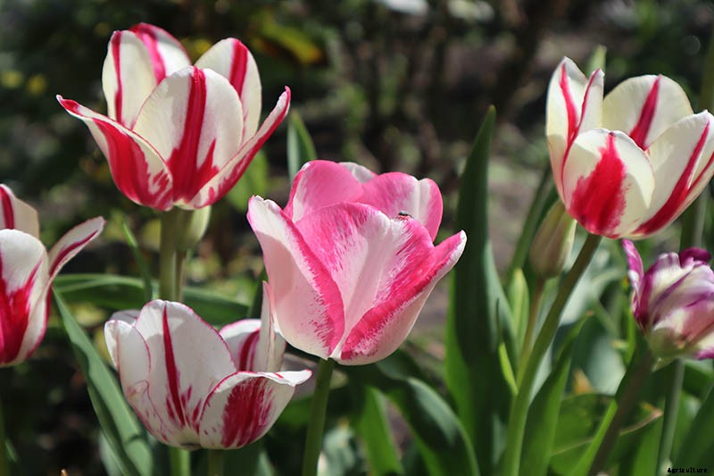 Types of Tulip Flowers: 15 Beautiful Divisions