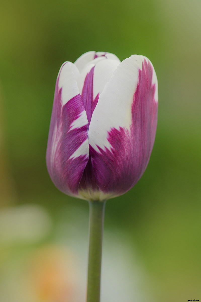 Types of Tulip Flowers: 15 Beautiful Divisions