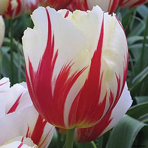 Types of Tulip Flowers: 15 Beautiful Divisions