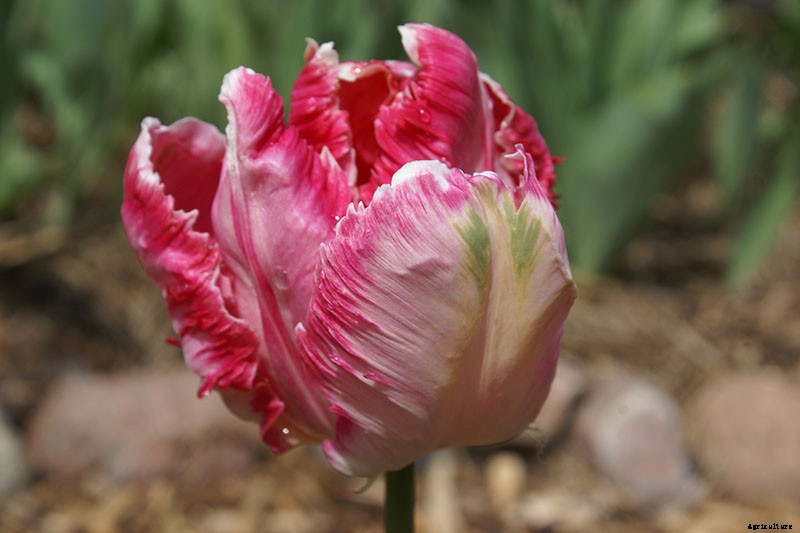 Types of Tulip Flowers: 15 Beautiful Divisions