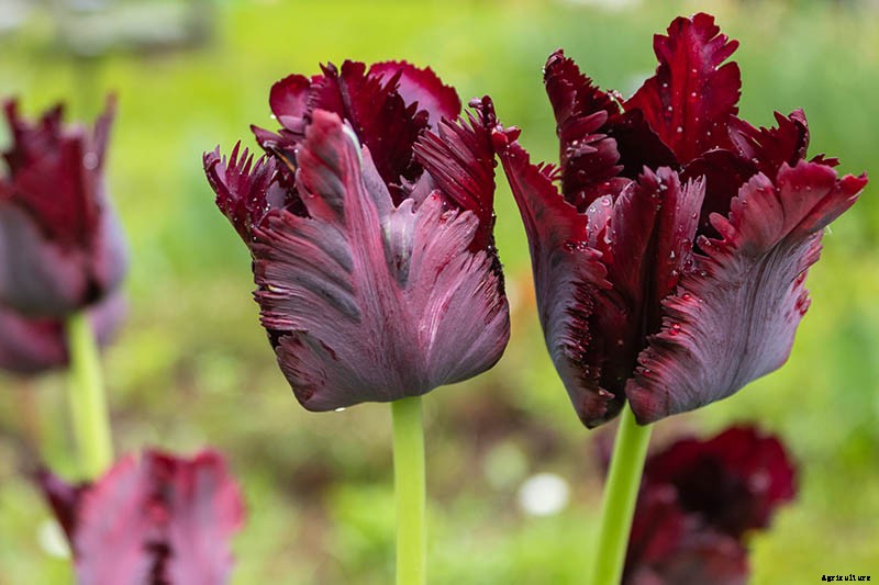 Types of Tulip Flowers: 15 Beautiful Divisions