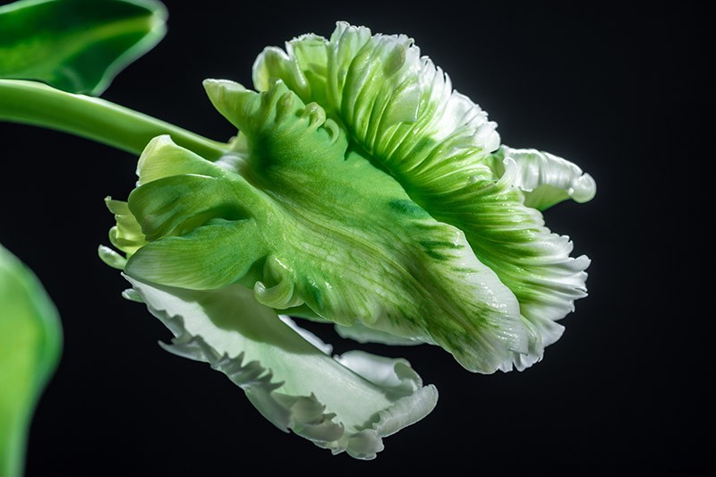 Types of Tulip Flowers: 15 Beautiful Divisions