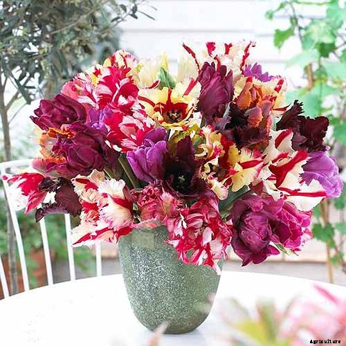 Types of Tulip Flowers: 15 Beautiful Divisions