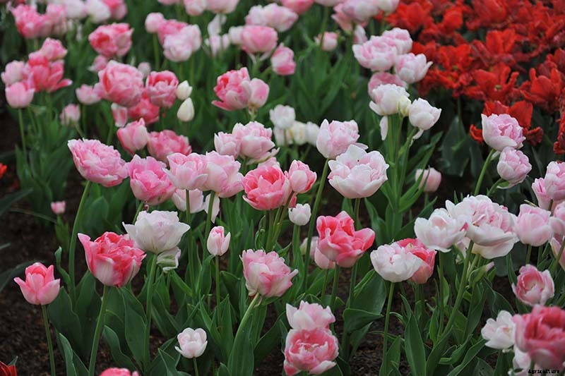 Types of Tulip Flowers: 15 Beautiful Divisions