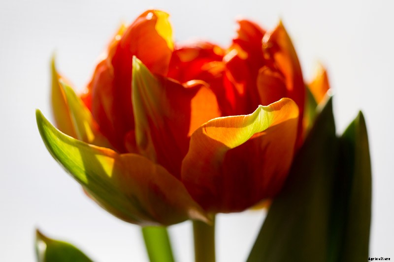 Types of Tulip Flowers: 15 Beautiful Divisions