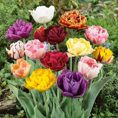 Types of Tulip Flowers: 15 Beautiful Divisions
