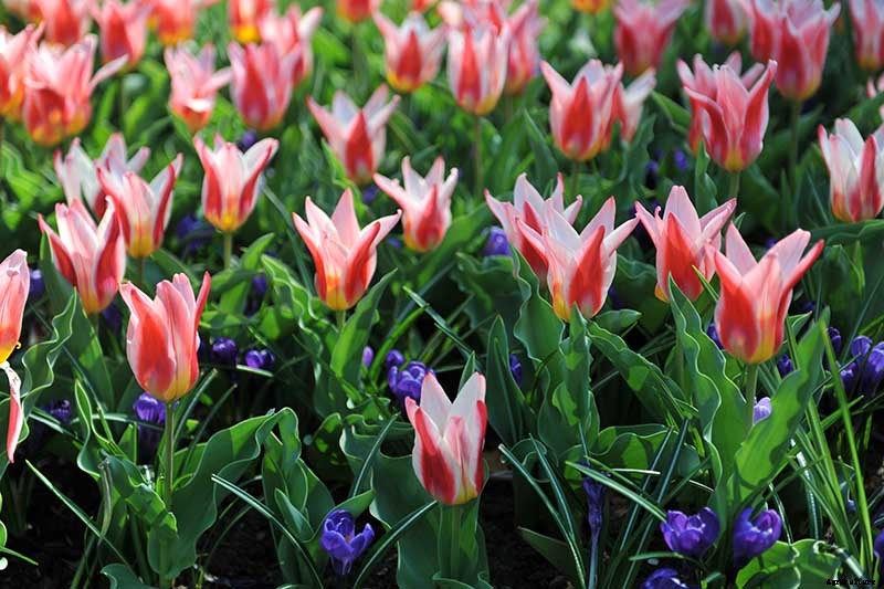 Types of Tulip Flowers: 15 Beautiful Divisions