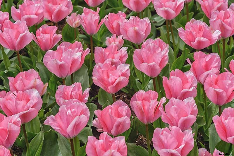 Types of Tulip Flowers: 15 Beautiful Divisions
