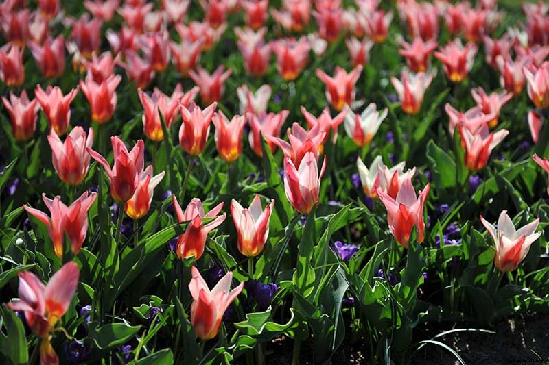Types of Tulip Flowers: 15 Beautiful Divisions