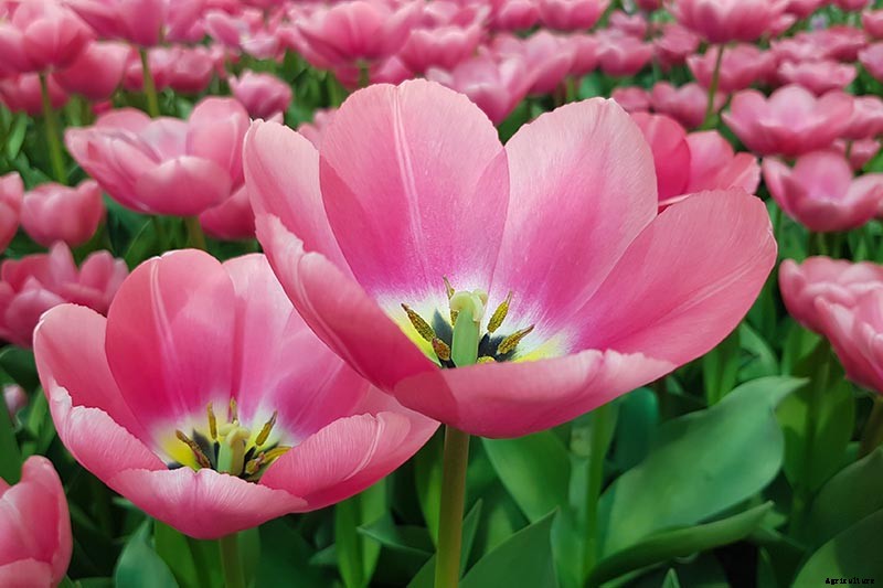Types of Tulip Flowers: 15 Beautiful Divisions