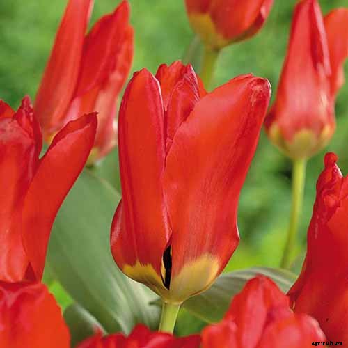 Types of Tulip Flowers: 15 Beautiful Divisions