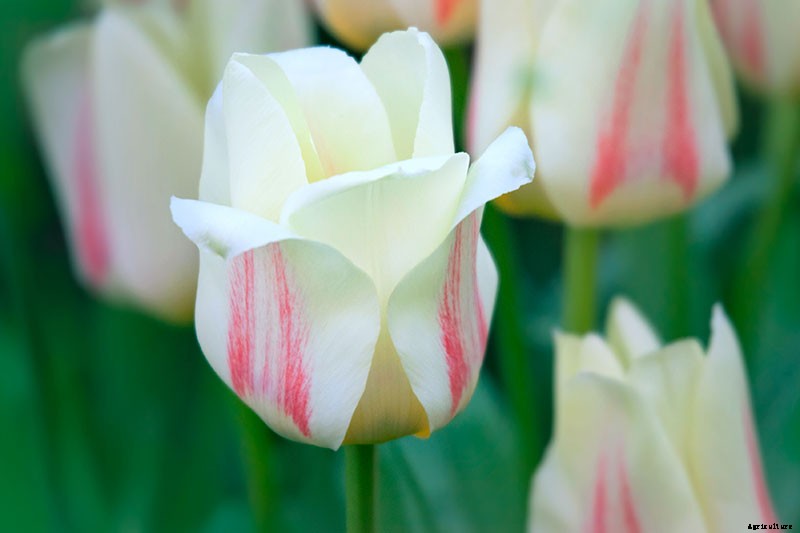Types of Tulip Flowers: 15 Beautiful Divisions