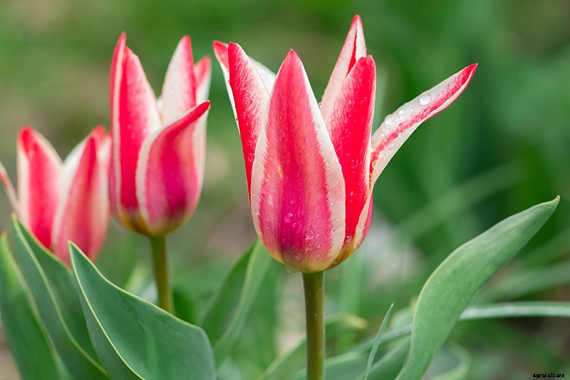 Types of Tulip Flowers: 15 Beautiful Divisions