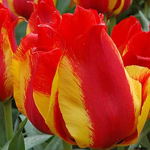 Types of Tulip Flowers: 15 Beautiful Divisions