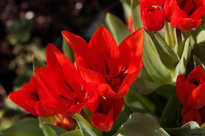 Types of Tulip Flowers: 15 Beautiful Divisions