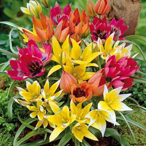 Types of Tulip Flowers: 15 Beautiful Divisions