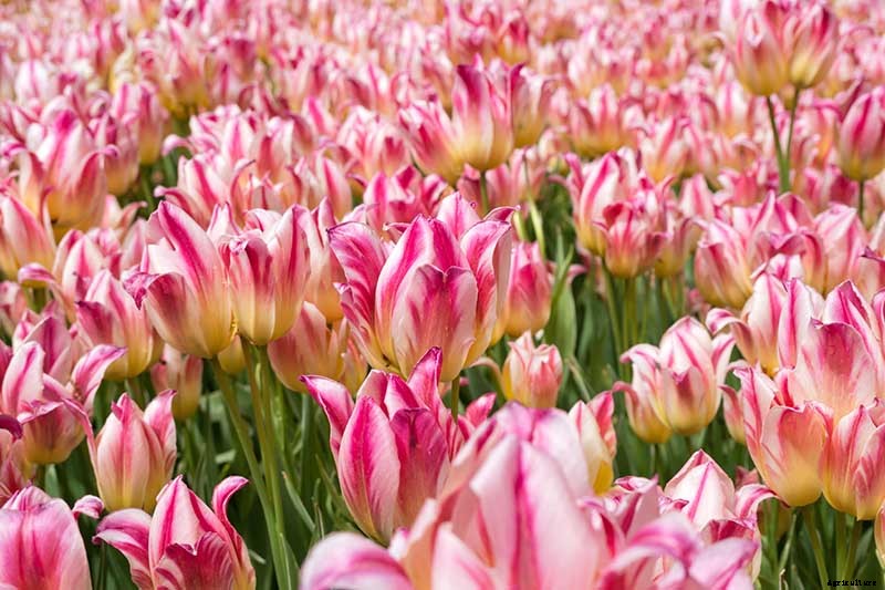 Types of Tulip Flowers: 15 Beautiful Divisions