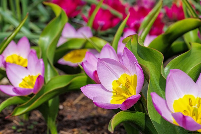 Types of Tulip Flowers: 15 Beautiful Divisions