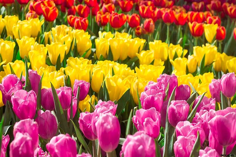 Types of Tulip Flowers: 15 Beautiful Divisions