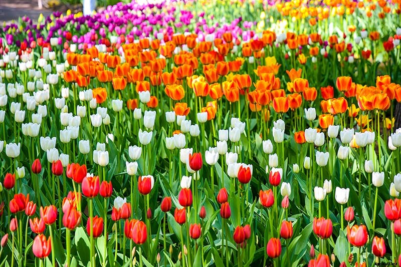 Types of Tulip Flowers: 15 Beautiful Divisions