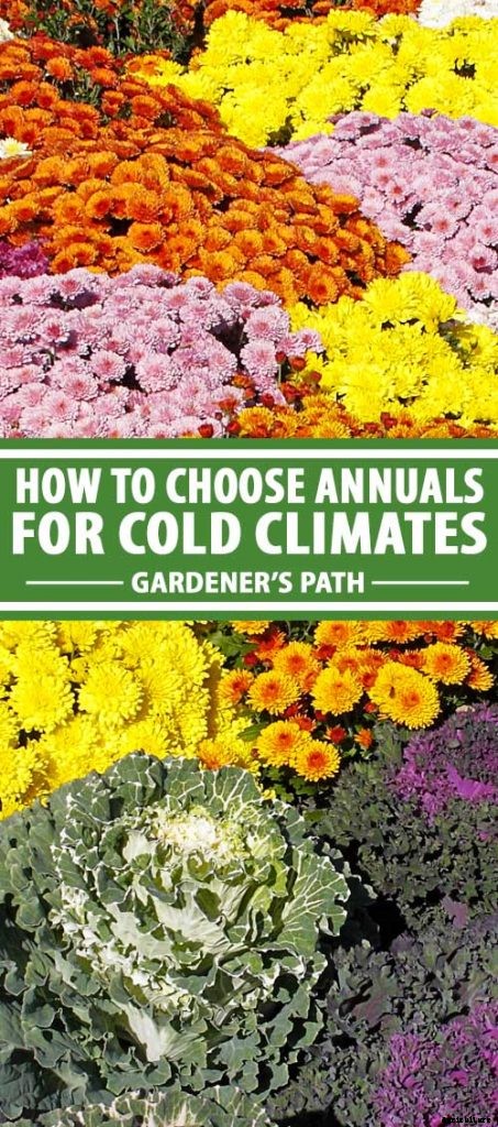 How to Choose Flowering Annuals for Cold Climates