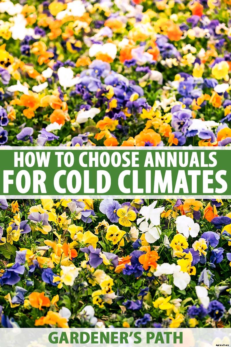 How to Choose Flowering Annuals for Cold Climates