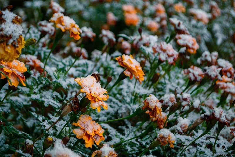 How to Choose Flowering Annuals for Cold Climates