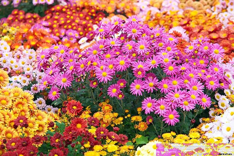 How to Choose Flowering Annuals for Cold Climates