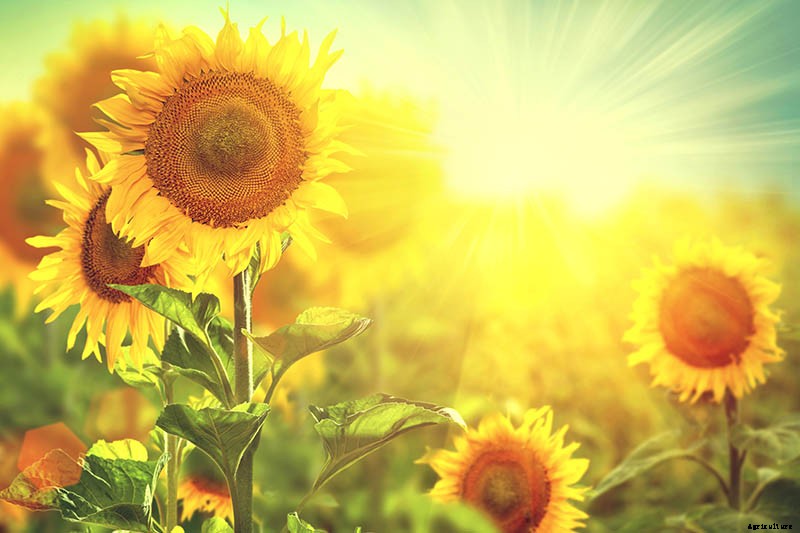 How to Choose Flowering Annuals for Cold Climates