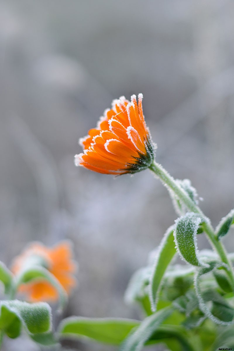 How to Choose Flowering Annuals for Cold Climates