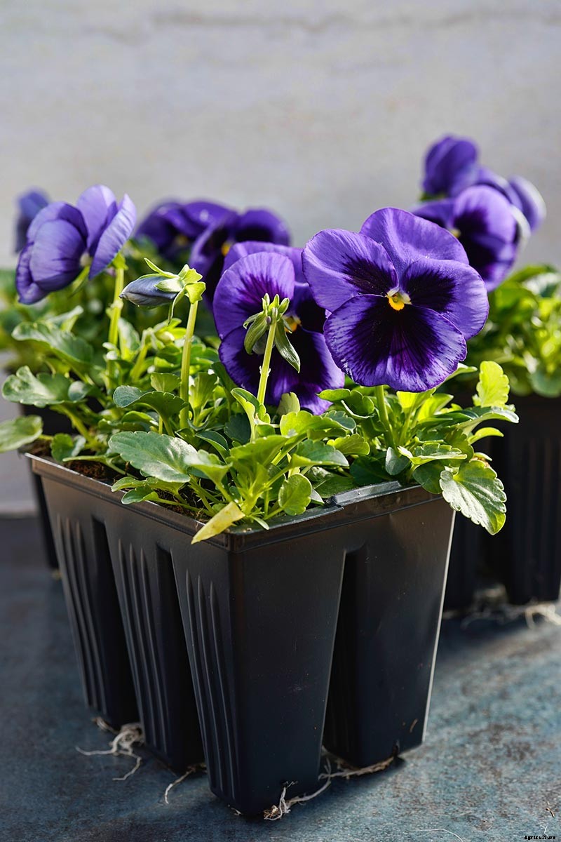 How to Choose Flowering Annuals for Cold Climates