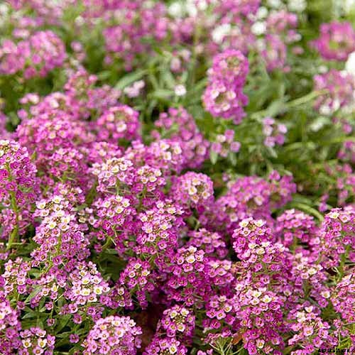 How to Choose Flowering Annuals for Cold Climates