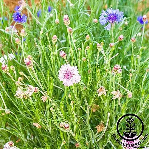 How to Choose Flowering Annuals for Cold Climates