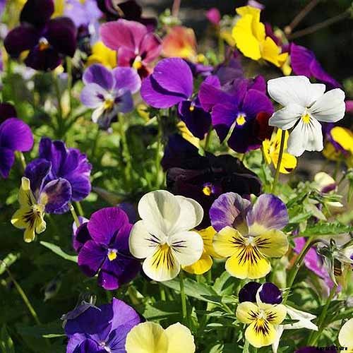 How to Choose Flowering Annuals for Cold Climates