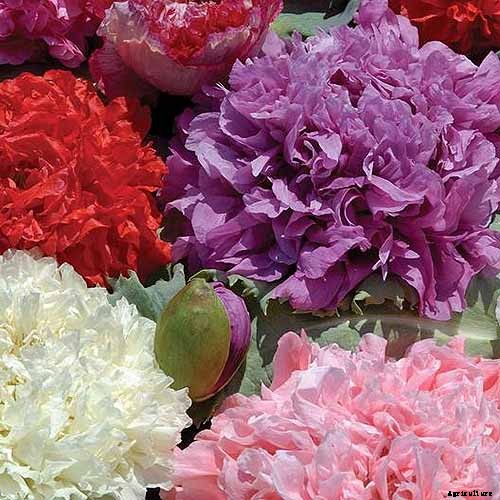 How to Choose Flowering Annuals for Cold Climates