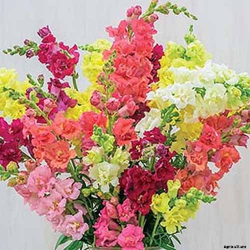 How to Choose Flowering Annuals for Cold Climates