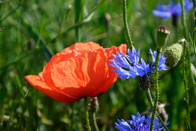 How to Choose Flowering Annuals for Cold Climates